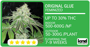 Cannabis Seeds Missouri A Guide to Growing in the Show-Me State