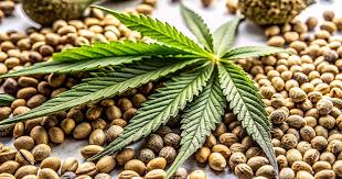 Cannabis Seeds Missouri A Guide to Growing in the Show-Me State